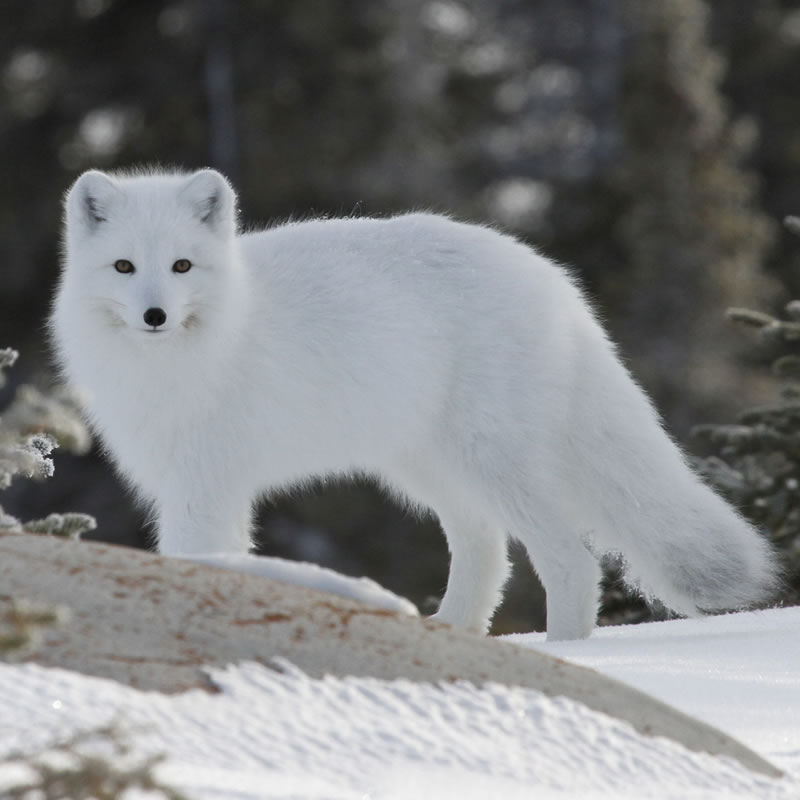 Arctic Fox | Tundra Animals