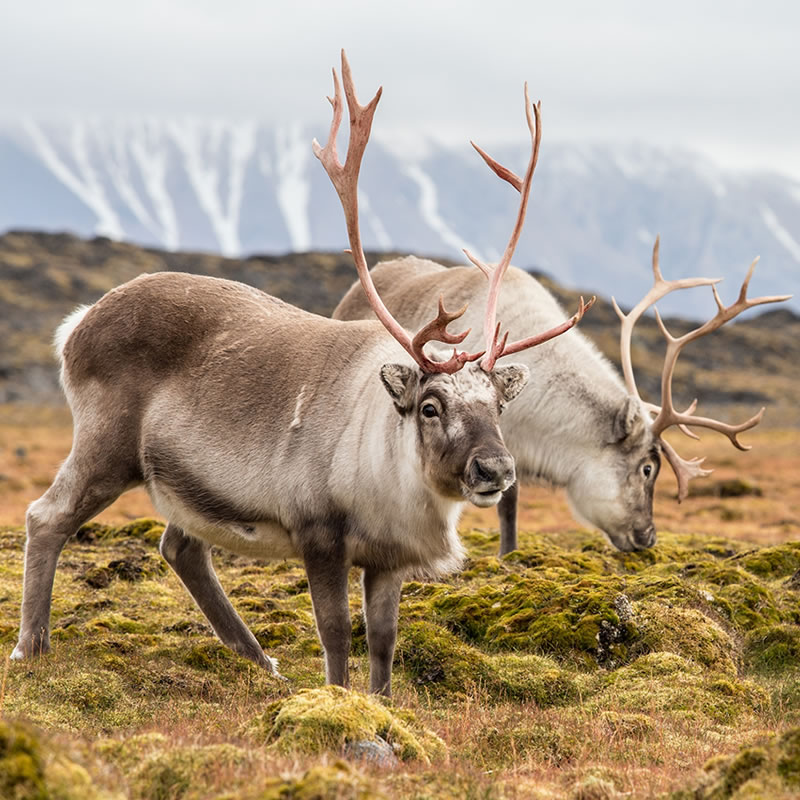 Caribou | Tundra Animals