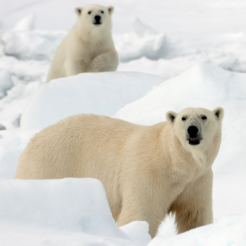 Polar Bear | Tundra Animals